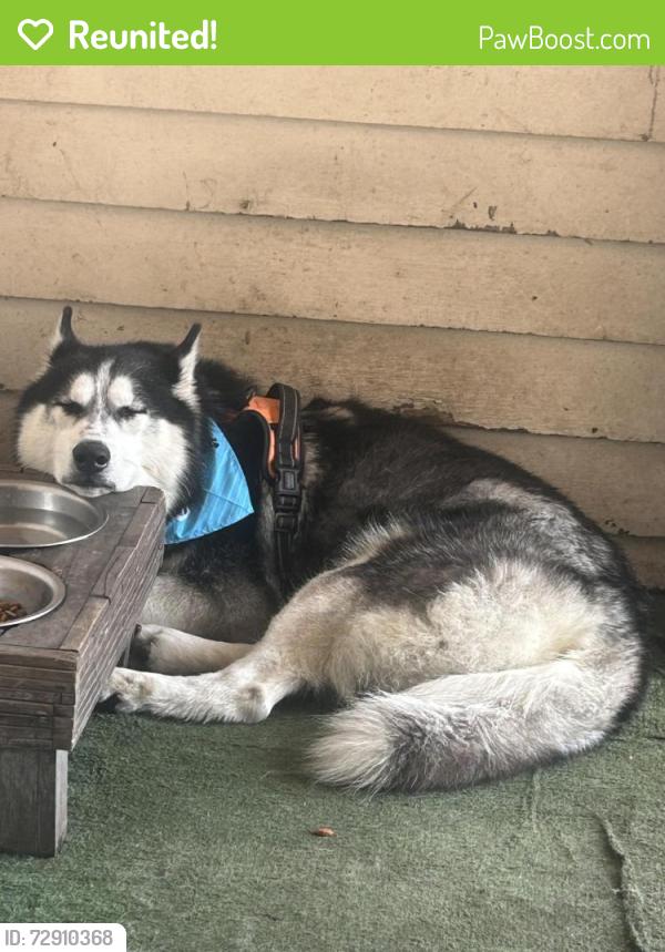 Reunited Male Dog last seen Near st, Paterson, NJ 07514