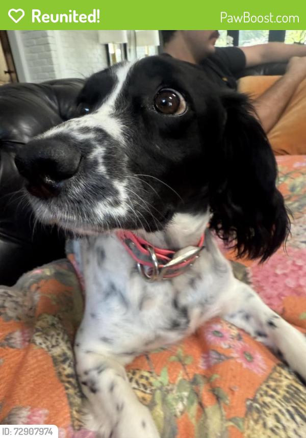 Reunited Female Dog last seen Broadway, N Neebraunsfels, San Antonio, TX 78209
