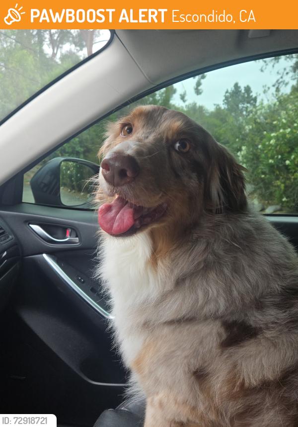 Found/Stray Female Dog last seen Via Rancho and Bernardo, Escondido, CA 92025
