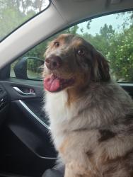 Found/Stray Female Dog last seen Via Rancho and Bernardo, Escondido, CA 92025