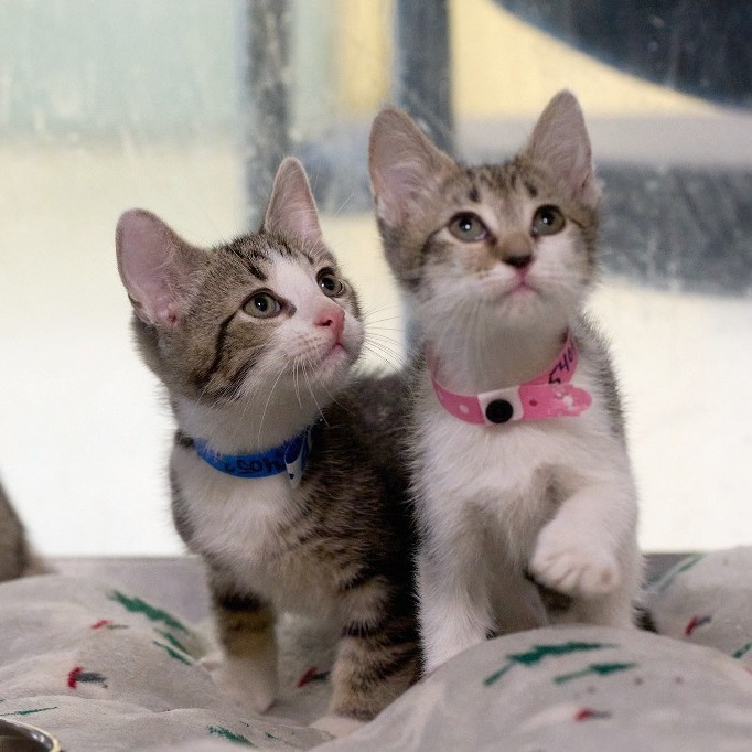 Shelter Stray Female Cat last seen , Memphis, TN 38133