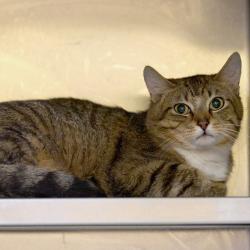 Shelter Stray Male Cat last seen , Memphis, TN 38133