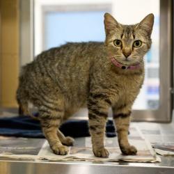 Shelter Stray Female Cat last seen , Memphis, TN 38133