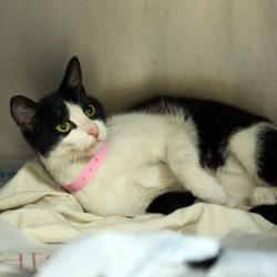 Shelter Stray Female Cat last seen , Memphis, TN 38133