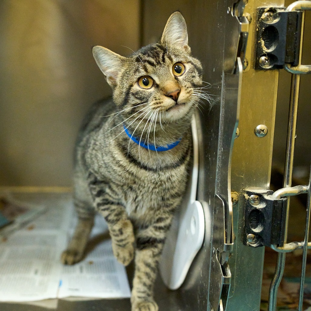 Shelter Stray Male Cat last seen , Memphis, TN 38133