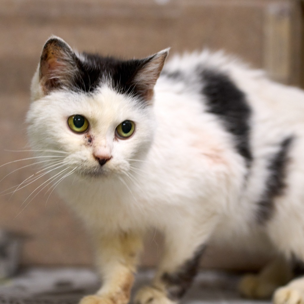 Shelter Stray Unknown Cat last seen , Memphis, TN 38133