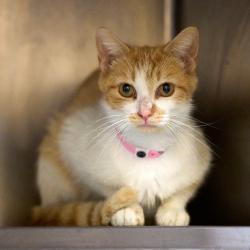 Shelter Stray Female Cat last seen , Memphis, TN 38133