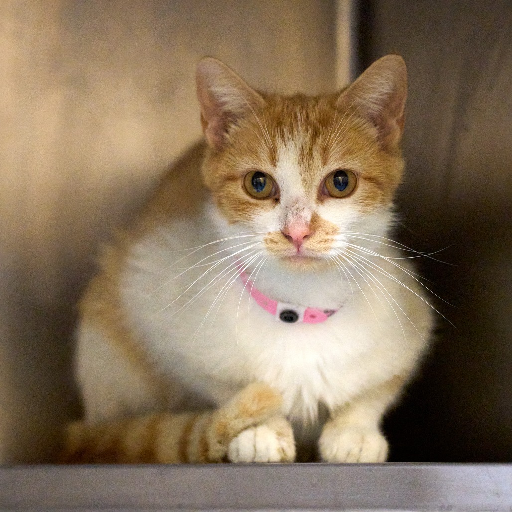 Shelter Stray Female Cat last seen , Memphis, TN 38133