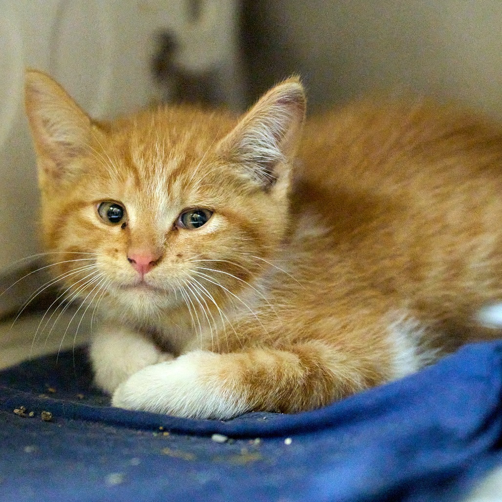Shelter Stray Female Cat last seen , Memphis, TN 38133