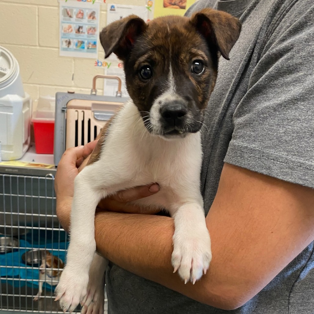 Shelter Stray Male Dog last seen , Memphis, TN 38133