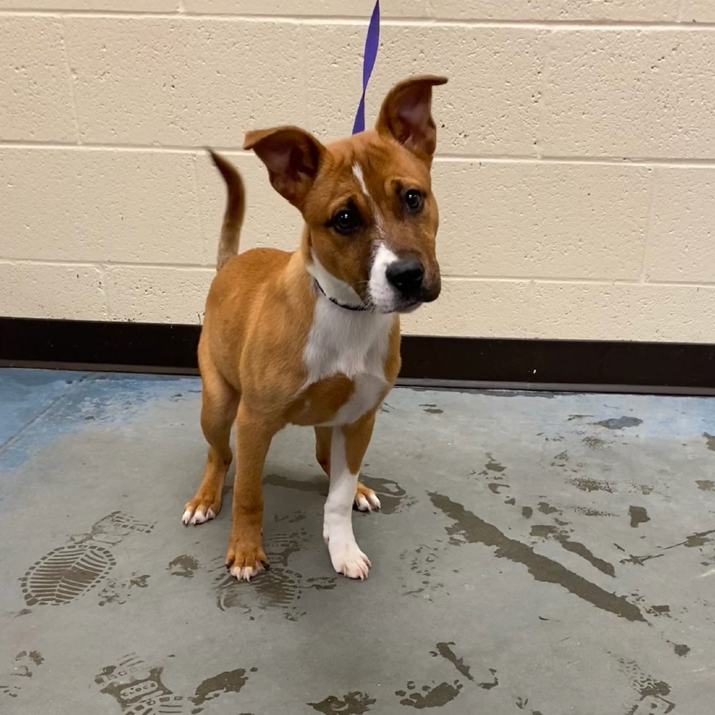 Shelter Stray Female Dog last seen , Memphis, TN 38133