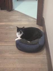 Reunited Female Cat last seen Near Burr St and Oak, Jackson, MI 49201