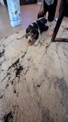 Reunited Male Dog last seen Near Hubbard road at Hubbard falls, Charlotte, NC 28269