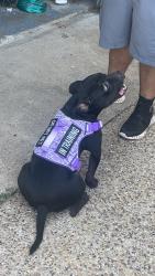 Reunited Female Dog last seen Armstead and 14th avenue , Grand Prairie, TX 75051