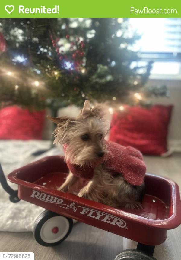 Reunited Female Dog last seen Behind the burleson police station , Burleson, TX 76028