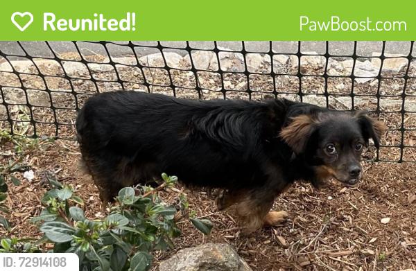 Reunited Unknown Dog last seen King drive & Shevlin El Cerrito CA, El Cerrito, CA 94530