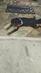 Found/Stray Male Dog last seen Clayton and Gorham St, Mount Dora, FL 32757