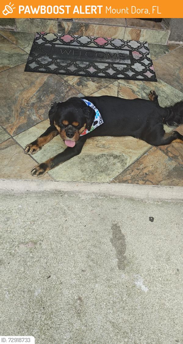 Found/Stray Male Dog last seen Clayton and Gorham St, Mount Dora, FL 32757