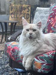 Reunited Male Cat last seen Near Marion Court Alameda, Alameda, CA 94501