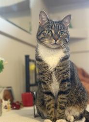 Lost Male Cat last seen Near Beaver Dam Way NE & Blackthorn area, NE Calgary, Calgary, AB T2K