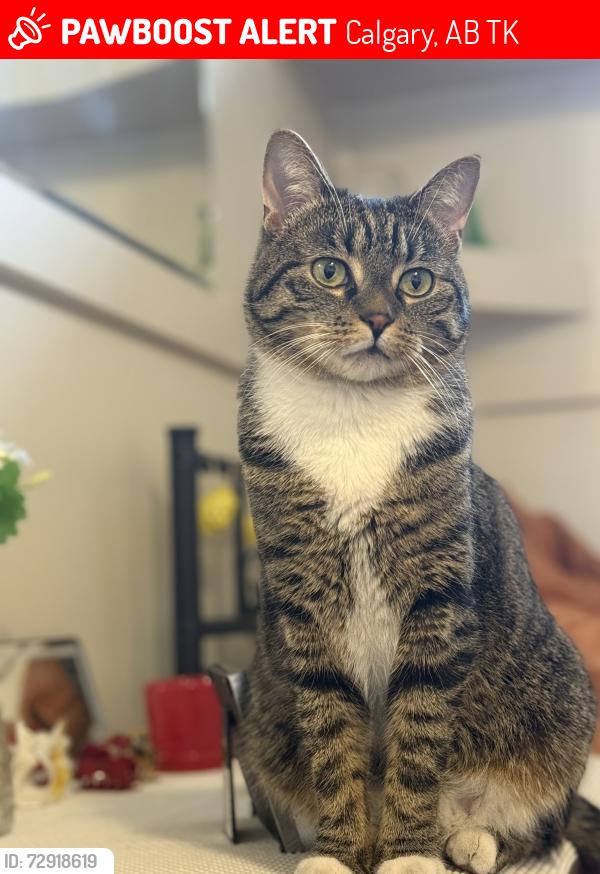 Lost Male Cat last seen Near Beaver Dam Way NE & Blackthorn area, NE Calgary, Calgary, AB T2K