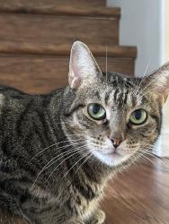 Lost Female Cat last seen Sandy Pointe Dr, Tampa, FL 33647