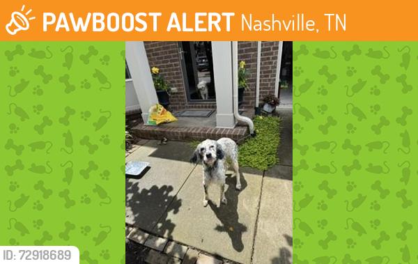 Found/Stray Female Dog last seen Old Hickory Blvd and Old Charlotte Pike, Nashville, TN 37209