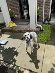 Found/Stray Female Dog last seen Old Hickory Blvd and Old Charlotte Pike, Nashville, TN 37209