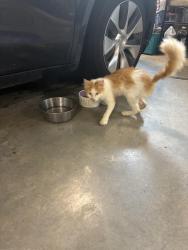 Found/Stray Male Cat last seen TRactor Supply Lenoir NC, Lenoir, NC 28645