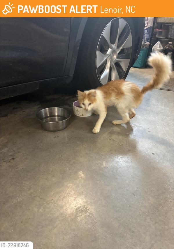 Found/Stray Male Cat last seen TRactor Supply Lenoir NC, Lenoir, NC 28645