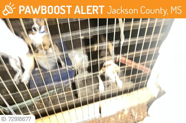 Found/Stray Male Dog last seen Old Fort Bayou Road and Jim Ramsey in Vancleave, Jackson County, MS 39565