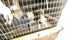 Found/Stray Male Dog last seen Old Fort Bayou Road and Jim Ramsey in Vancleave, Jackson County, MS 39565
