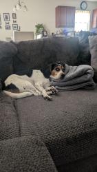 Reunited Male Dog last seen Hubbard Rd. and Sugar Creek, Charlotte, NC 28269