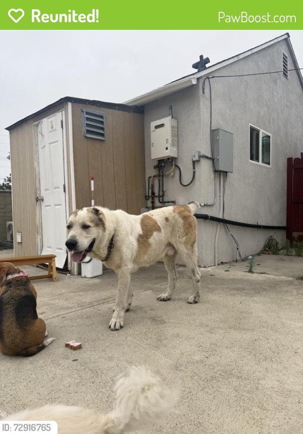 Reunited Male Dog last seen Near Vanowen St, Van Nuys, CA 91405, USA, Los Angeles, CA 91405