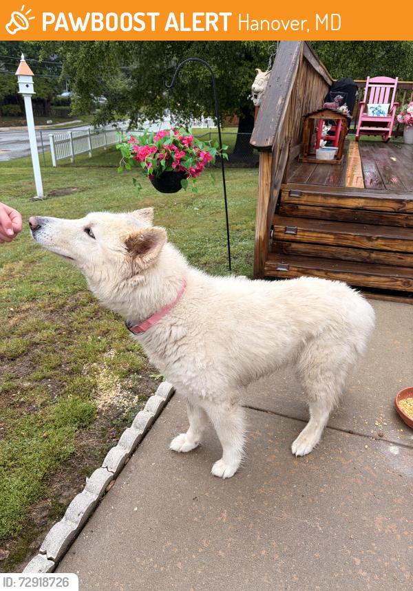 Found/Stray Female Dog last seen Skipton drive , Hanover, MD 21075