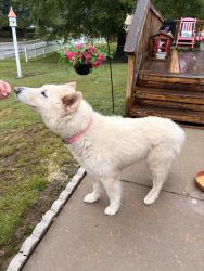 Found/Stray Female Dog last seen Skipton drive , Hanover, MD 21075