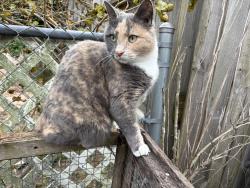 Lost Female Cat last seen S. Memorial & Cross Winds, Greenville, NC 27834