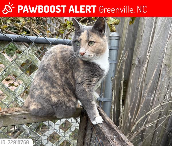 Lost Female Cat last seen S. Memorial & Cross Winds, Greenville, NC 27834