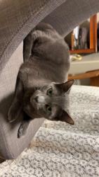 Reunited Male Cat last seen West Point heights , London, ON N6P 0A2