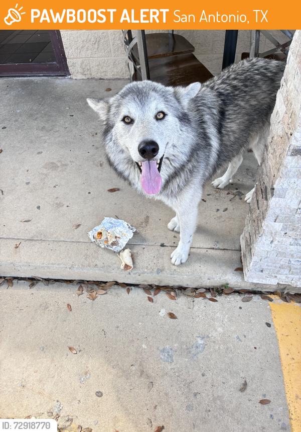 Found/Stray Unknown Dog last seen Mexico taqueria mexican, San Antonio, TX 78242