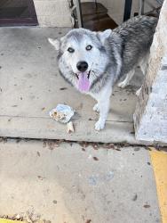 Found/Stray Unknown Dog last seen Mexico taqueria mexican, San Antonio, TX 78242