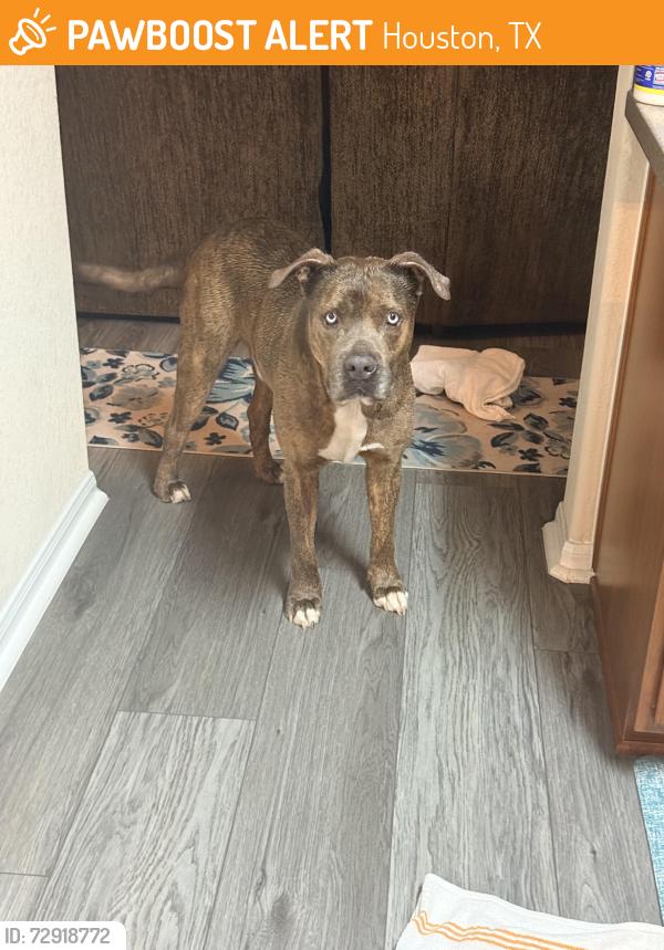 Found/Stray Male Dog last seen Allenwick hills and fir knoll way, Houston, TX 77429