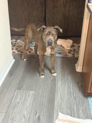 Found/Stray Male Dog last seen Allenwick hills and fir knoll way, Houston, TX 77429