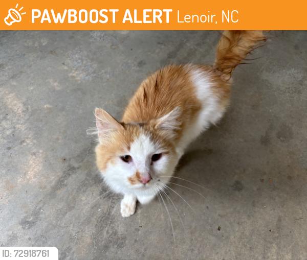 Found/Stray Male Cat last seen Lenoir, Lenoir, NC 28645