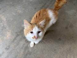 Found/Stray Male Cat last seen Lenoir, Lenoir, NC 28645