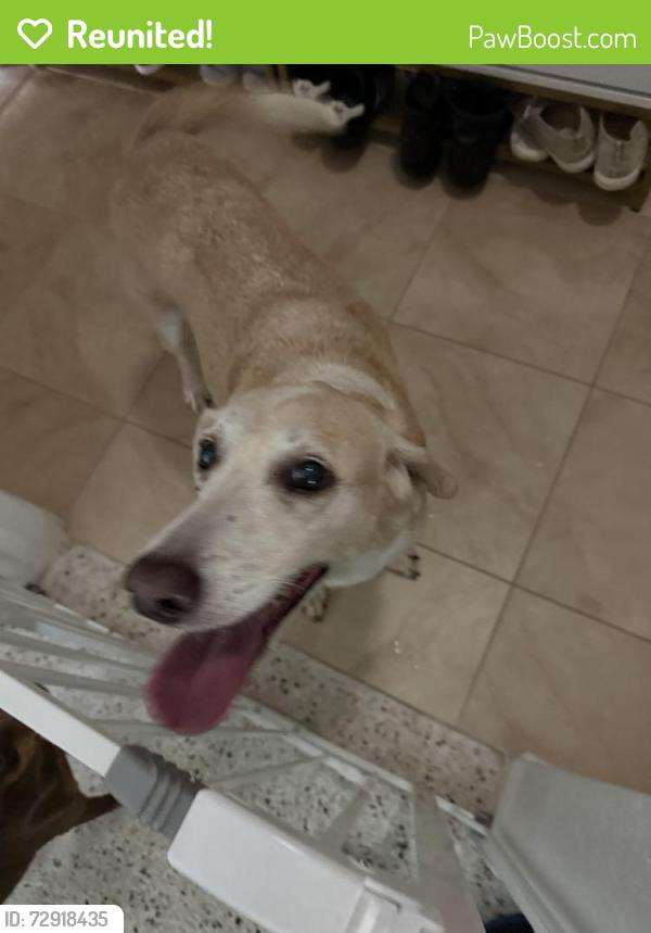 Reunited Female Dog last seen 64th st n and 27th ave , St. Petersburg, FL 33710