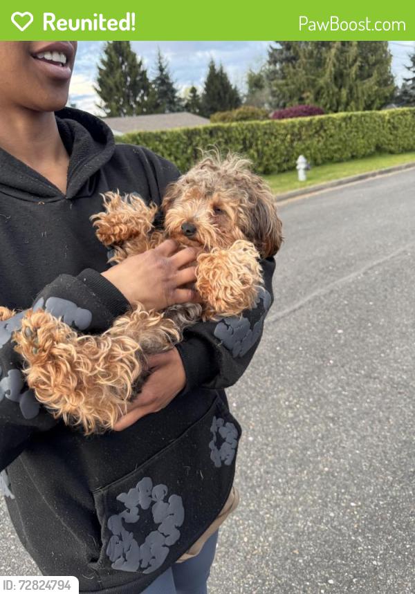 Reunited Female Dog last seen 353rd st, Tacoma, WA 98422