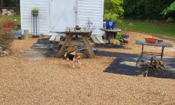 Found/Stray Female Dog last seen Early Station Railroad Tracks, Ahoskie, NC 27910