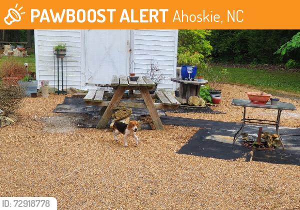 Found/Stray Female Dog last seen Early Station Railroad Tracks, Ahoskie, NC 27910