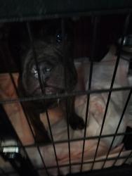 Reunited Female Dog last seen Between 9 & 10 street, Allentown, PA 18104